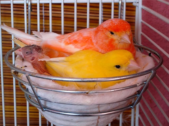 Содержание канареек и уход за ними в Ахтырске