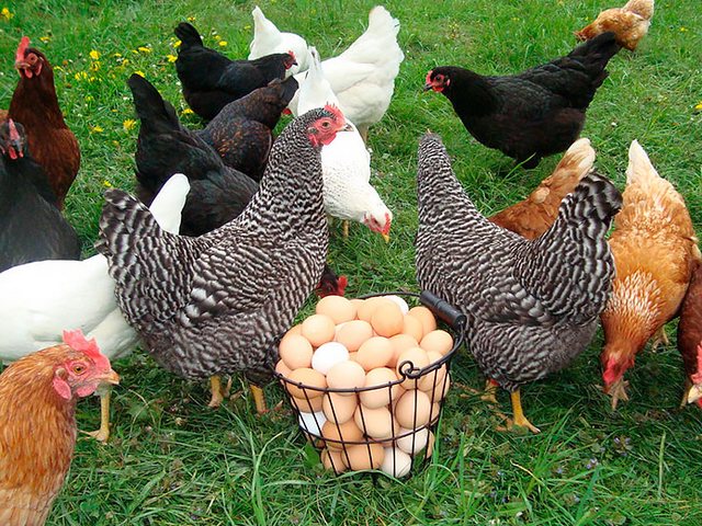 Содержание кур и уход за ними | ЗооТом - продажа, вязка и услуги для животных в Ахтырске