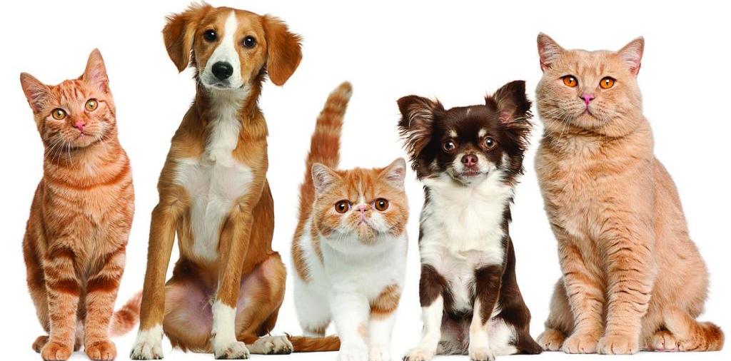 Доска объявлений о животных | ЗооТом - продажа, вязка и услуги для животных в Ахтырске