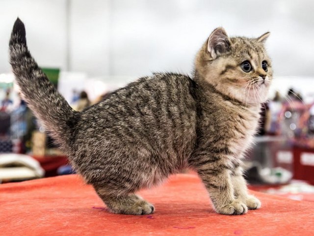 Породы кошек в Ахтырске | ЗооТом портал о животных