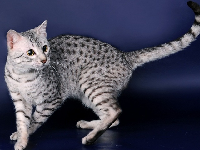 Породы кошек в Ахтырске | ЗооТом портал о животных