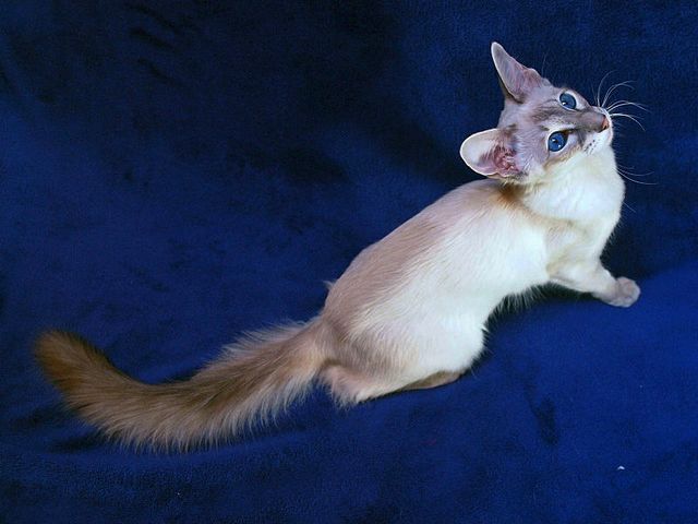 Выведенные породы кошек в Ахтырске | ЗооТом портал о животных