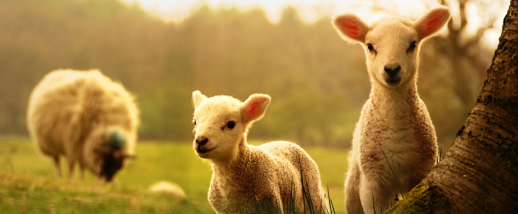 Объявления о сельскохозяйственных животных | ЗооТом - продажа, вязка и услуги для животных в Ахтырске
