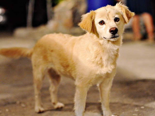Породы собак в Ахтырске | ЗооТом портал о животных