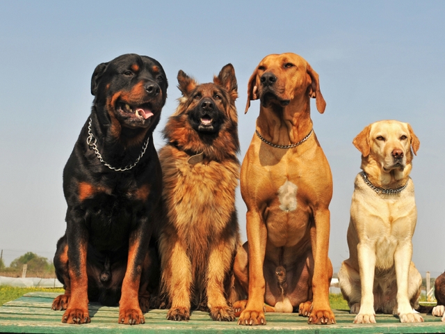 Крупные породы собак в Ахтырске | ЗооТом портал о животных