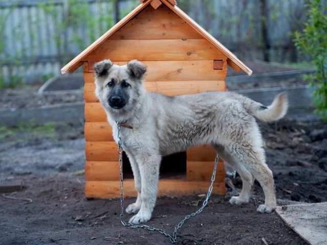 Все о собаках в Ахтырске